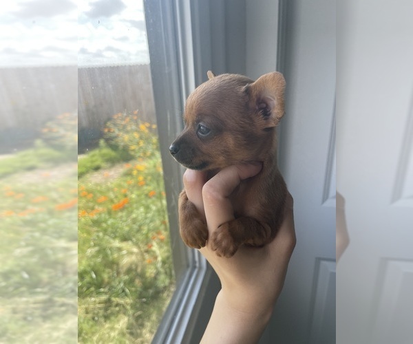 Medium Photo #48 Chihuahua Puppy For Sale in SAN ANTONIO, TX, USA