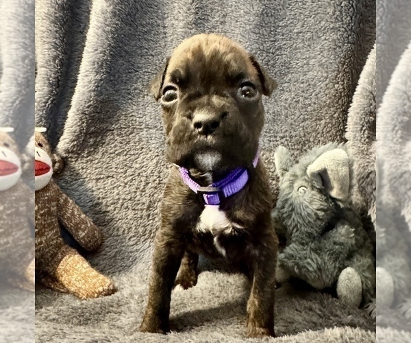 Medium Photo #18 Boxer Puppy For Sale in LANSING, MI, USA