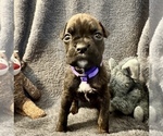 Small Photo #18 Boxer Puppy For Sale in LANSING, MI, USA