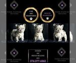 Small Photo #106 French Bulldog Puppy For Sale in WARSAW, IN, USA