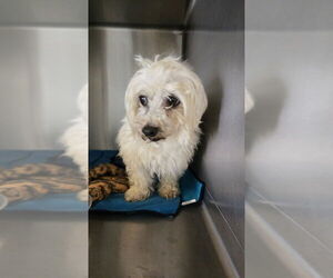 Maltese Dogs for adoption in Foristell, MO, USA