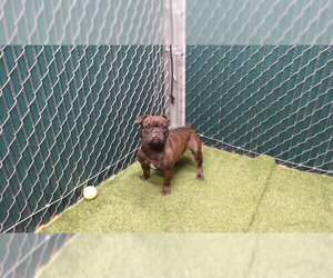 French Bulldog-Unknown Mix Dogs for adoption in Downey, CA, USA