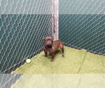 SIENNA - Female French Bulldog-Unknown Mix Dog for Adoption - Small photo