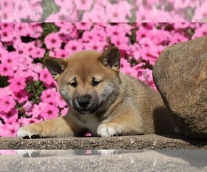 Shiba Inu Puppy for sale in FREDERICKSBG, OH, USA
