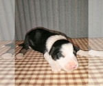 Small Photo #9 Border Collie Puppy For Sale in NEW YORK MILLS, MN, USA