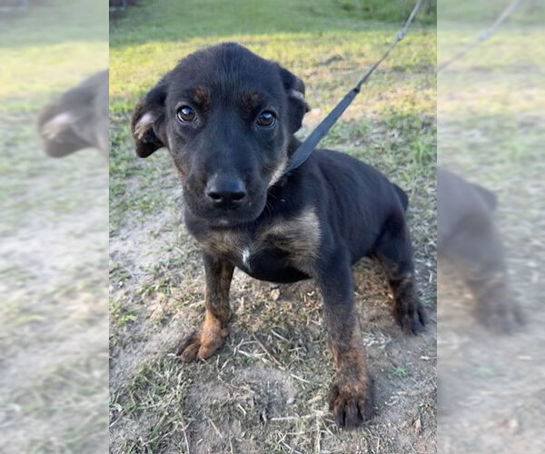 Medium Photo #4 Mutt Puppy For Sale in Tarrytown, GA, USA