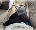 Small #34 American Pit Bull Terrier Mix