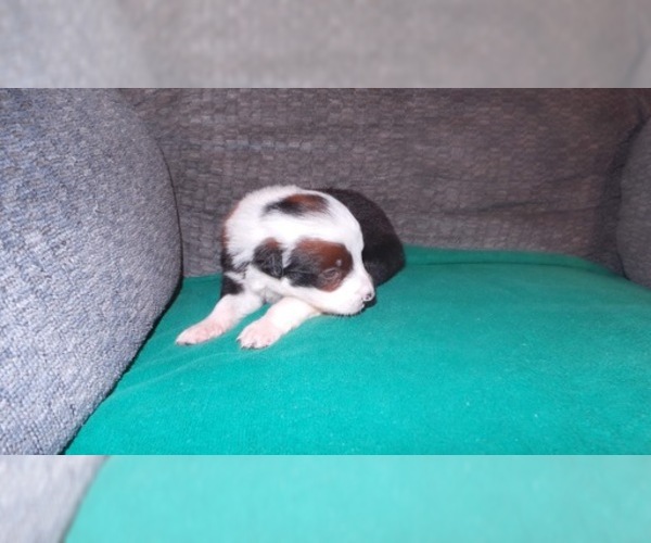 Medium Photo #8 Border Collie Puppy For Sale in AIKEN, SC, USA