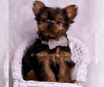 Small Photo #71 Yorkshire Terrier Puppy For Sale in WARSAW, IN, USA