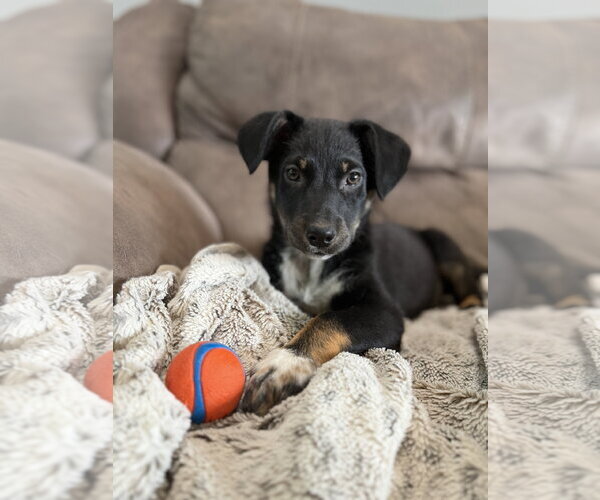 Medium Photo #4 Collie-Unknown Mix Puppy For Sale in Sandy, UT, USA