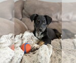 Small #3 Collie Mix