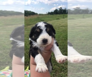 Aussiedoodle Puppy for sale in PIGEON FORGE, TN, USA