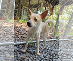 Small #2 Chihuahua Mix