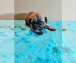 Small Photo #4 Cane Corso Puppy For Sale in BUNCH, OK, USA
