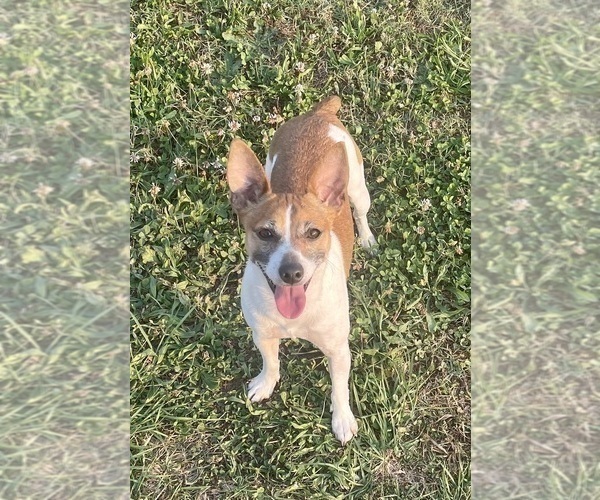 Medium Photo #1 Rat Terrier Puppy For Sale in WHITAKERS, NC, USA