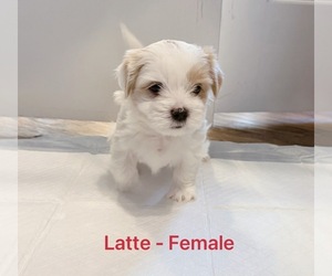 Mal-Shi Puppy for sale in PLANO, TX, USA