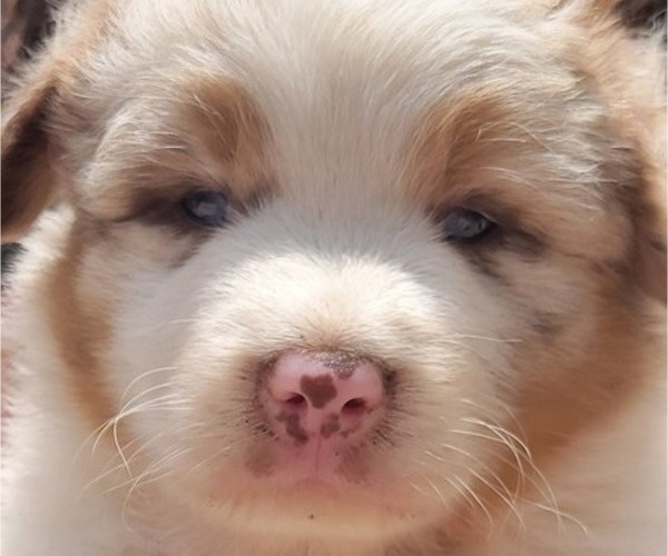 Medium Photo #9 Australian Shepherd Puppy For Sale in WESTPOINT, TN, USA