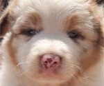 Small #8 Australian Shepherd