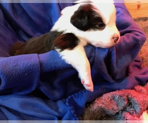 Australian Shepherd Puppy for sale in VERMONTVILLE, MI, USA