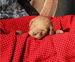 Small Photo #2 Labradoodle Puppy For Sale in SHARPSBURG, GA, USA