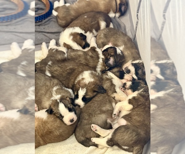 Medium Photo #1 Saint Bernard Puppy For Sale in RENSSELAER, IN, USA