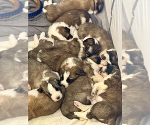 Saint Bernard Puppy for sale in RENSSELAER, IN, USA