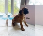 Puppy Star Boxer