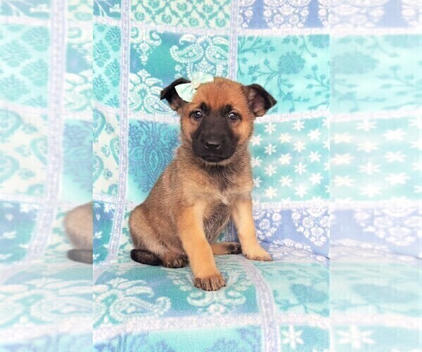 Medium Photo #2 Malinois Puppy For Sale in LANCASTER, PA, USA