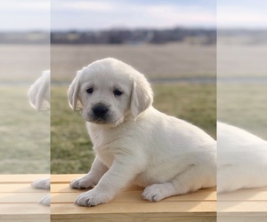 Golden Retriever Puppy for sale in CHAMBERSBURG, PA, USA