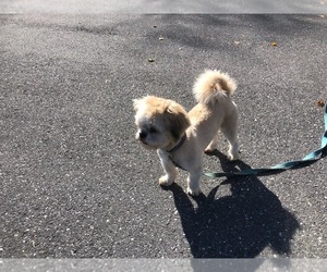 Shih Tzu Puppy for sale in MOUNT CRAWFORD, VA, USA