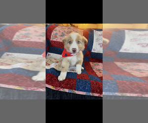 Australian Shepherd Puppy for sale in BLAND, MO, USA