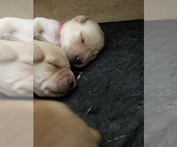 Medium Photo #3 Labrador Retriever Puppy For Sale in FORT COLLINS, CO, USA
