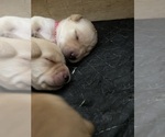Small Photo #3 Labrador Retriever Puppy For Sale in FORT COLLINS, CO, USA