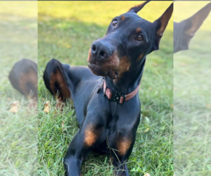 Doberman Pinscher Dogs for adoption in Buffalo, MN, USA