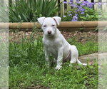 Small #2 Mutt