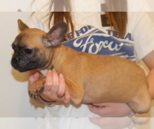 View Ad Boston Terrier Litter of Puppies for Sale near Texas, GILMER