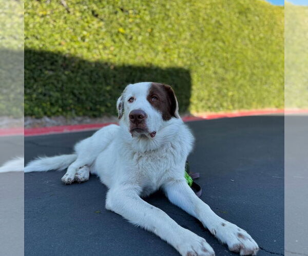 Medium Photo #9 Great Pyrenees-Unknown Mix Puppy For Sale in Corona, CA, USA