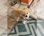 Small #2 Pomeranian Mix