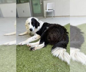 Anatolian Shepherd-Border Collie Mix Dogs for adoption in San Martin, CA, USA