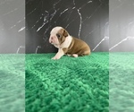 Puppy Legolas AKC Boston Terrier