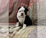 Small Photo #3 Boston Terrier Puppy For Sale in BEECH GROVE, IN, USA