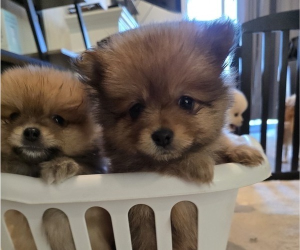 Medium Photo #1 Pomeranian Puppy For Sale in MENIFEE, CA, USA