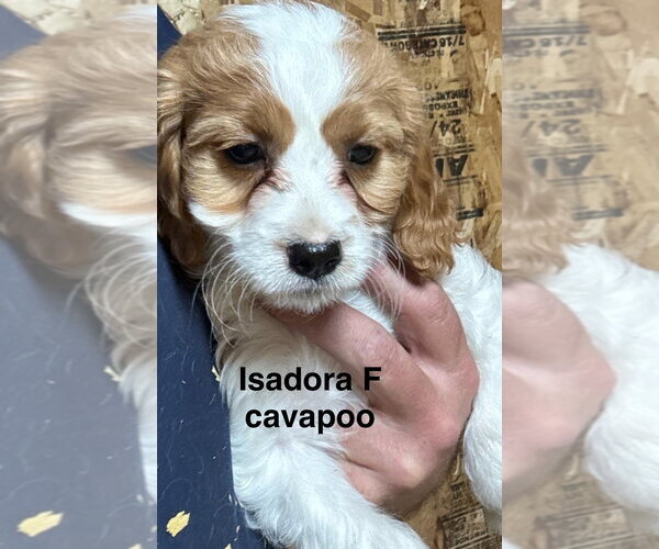 Medium Photo #1 Golden Cavalier Puppy For Sale in Studio City, CA, USA