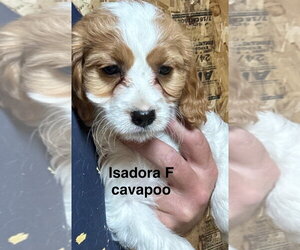 Golden Cavalier Dogs for adoption in Studio City, CA, USA