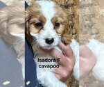 Small Golden Cavalier
