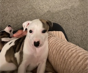 Whippet Puppy for sale in NAMPA, ID, USA