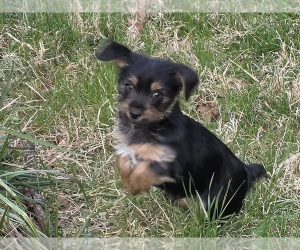 Medium Photo #2 Yorkshire Terrier Puppy For Sale in HUDDLESTON, VA, USA