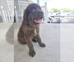 Small #8 Newfoundland