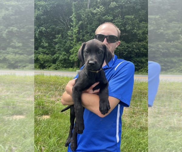 Medium Photo #1 Labrador Retriever Puppy For Sale in NEOLA, WV, USA