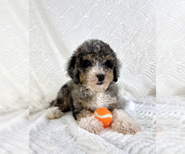 Medium Photo #5 Miniature Bernedoodle Puppy For Sale in GREENFIELD, IN, USA